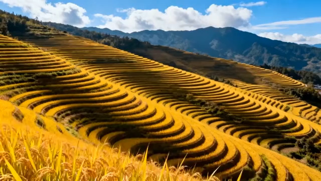  金色梯田丰收景象1041#横屏 	 