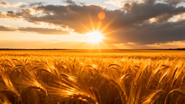  金色麦田夕阳风景1020#横屏 	 