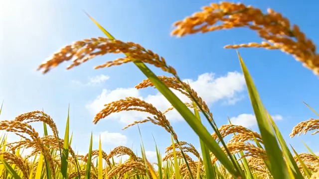  金黄稻穗随风摇曳968#横屏 	 -