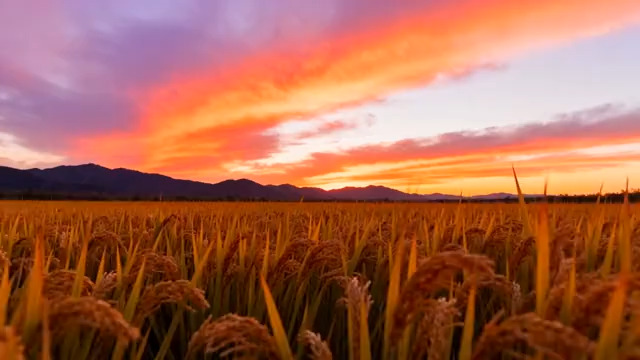  金色稻田晚霞风光996#横屏 	 