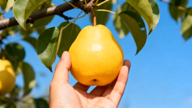  金黄梨子挂枝头969#横屏 	 