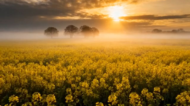  金色花海日出美景1010#横屏 	 