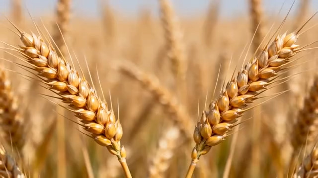  金黄小麦田丰收景象972#横屏 	 