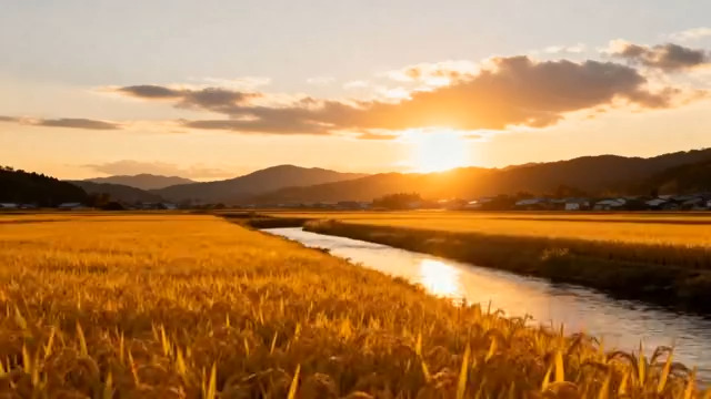  金色稻田日落风景995#横屏 	 