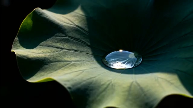  荷叶上的水珠特写776#横屏 	 