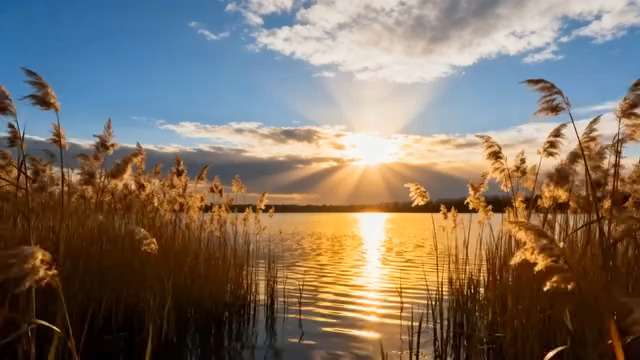  湖面芦苇荡夕阳美景852#横屏 	 