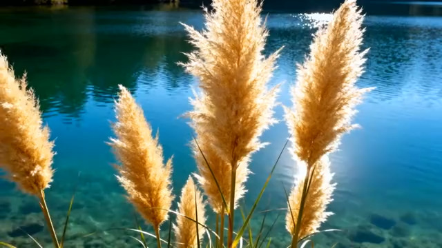  湖边芦苇阳光摇曳845#横屏 	 