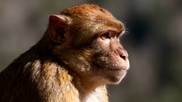  猴子侧脸特写镜头841#横屏 	 