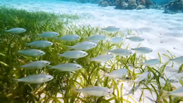  海底鱼群游动628#横屏 	 -