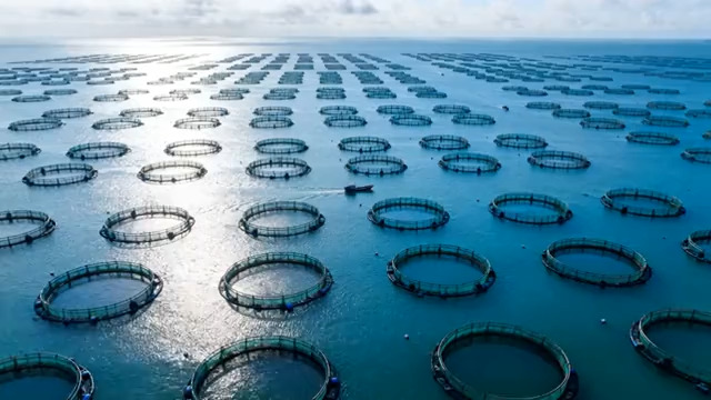  海上养殖基地航拍1501675#横屏 	 -