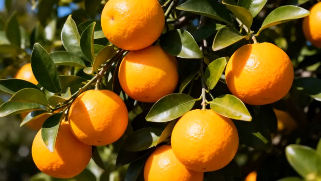  挂满枝头的橙子果实574#横屏 	 