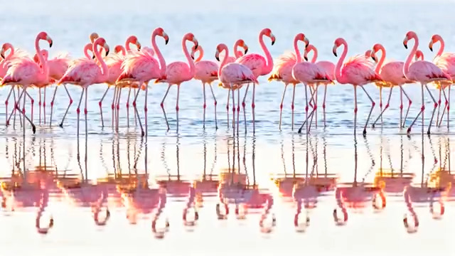  粉色火烈鸟群水中倒影404#横屏 	 