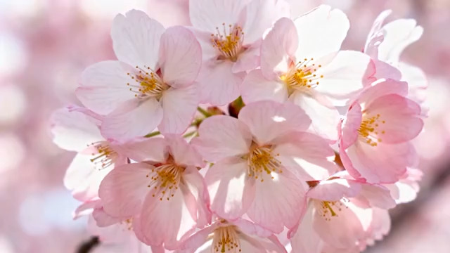  粉色樱花特写镜头410#横屏 	 -