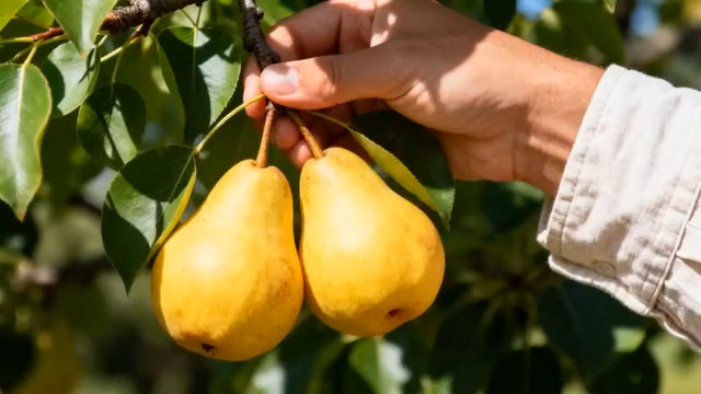  丰收采摘黄金梨416#横屏 	 