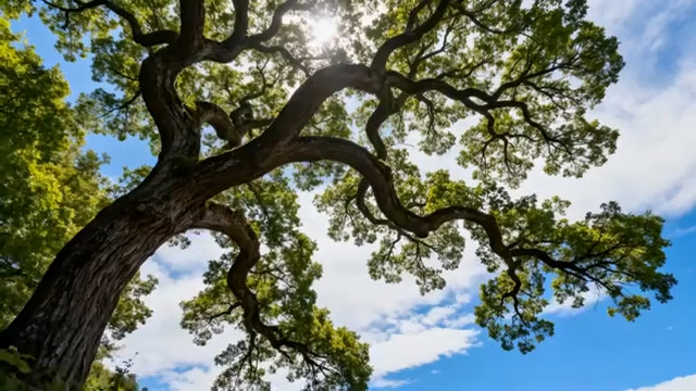  大树冠枝叶仰拍290#横屏 	 -