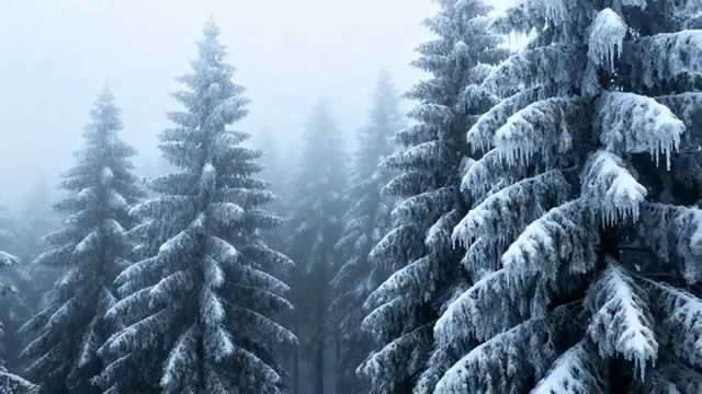  冬日雾凇森林雪景331#横屏 	 