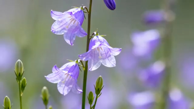  紫色风铃花特写3270#横屏 	 