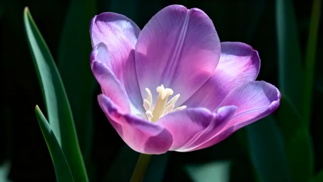  紫色郁金香特写3279#横屏 	 