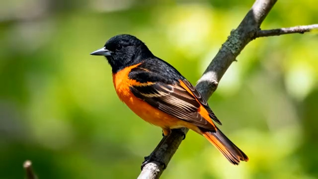  枝头橙黑小鸟特写3161#横屏 	 