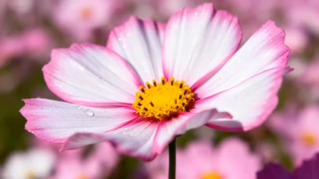  雨后粉色格桑花特写3005#横屏 	 