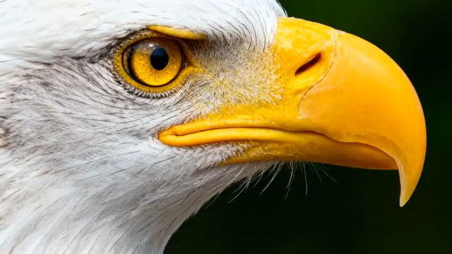  鹰头特写镜头2974#横屏 	 