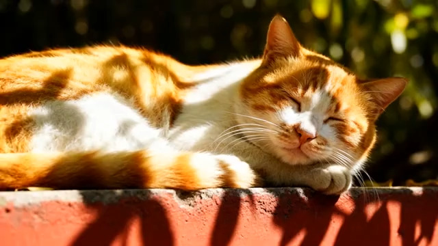  阳光下熟睡的橘白猫2877#横屏 	 