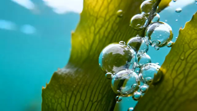  叶片上的晶莹水珠2896#横屏 	 