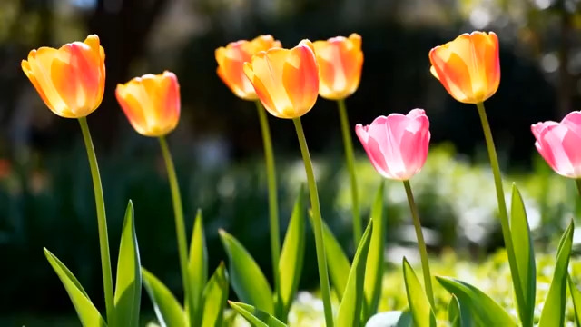  阳光下的郁金香花海2863#横屏 	 