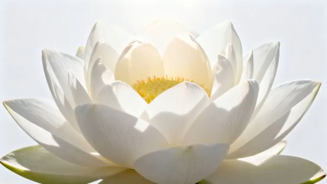  阳光下盛开的白莲花2868#横屏 	 -