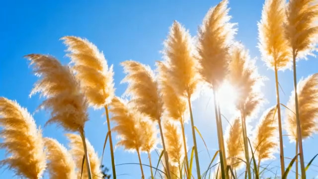  阳光下的金色芦苇荡2822#横屏 	 