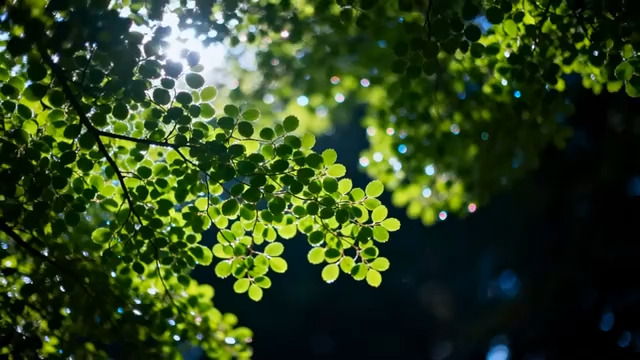  阳光穿透树叶2759#横屏 	 