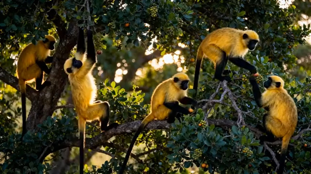  阳光下的金黄猴群2820#横屏 	 