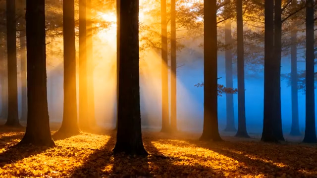  阳光穿透树林2758#横屏 	 