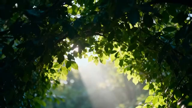  阳光穿透树叶光影2760#横屏 	 