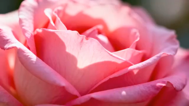  阳光下的粉色玫瑰特写2803#横屏 	 