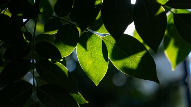  阳光下的绿叶光影2828#横屏 	 