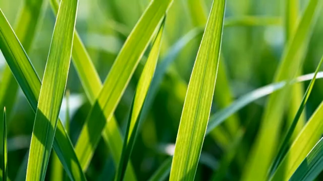  阳光下的绿色草叶2826#横屏 	 