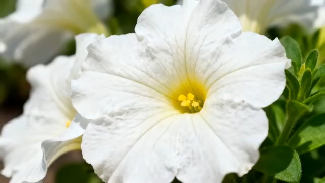  阳光下的白色喇叭花2794#横屏 	 