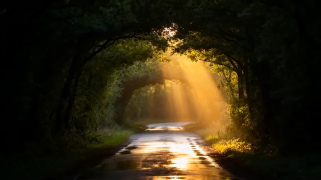  阳光森林隧道唯美场景2778#横屏 	 