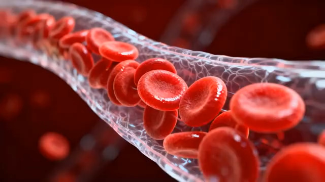  血液流动 红细胞动画2733#横屏 	 