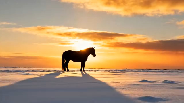  雪原骏马剪影 日落时分2719#横屏 	 