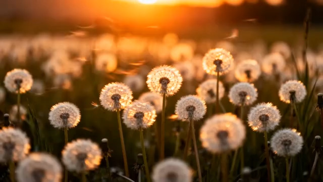  夕阳下的蒲公英花海2399#横屏 	 