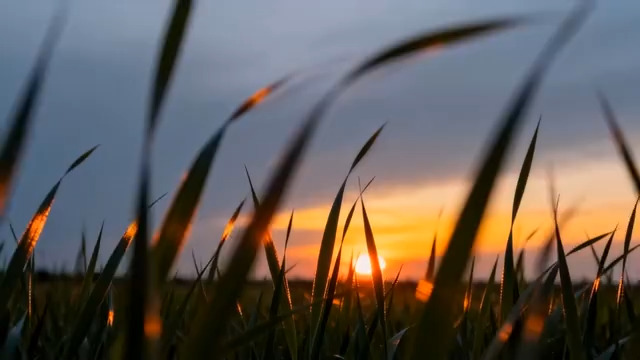  夕阳下的风中芦苇2379#横屏 	 