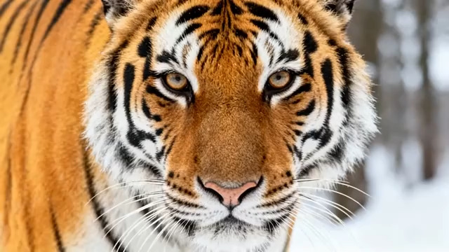  雪地老虎特写镜头2603#横屏 	 