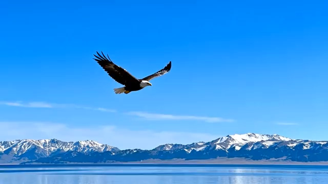  雄鹰翱翔雪山视频素材2581#横屏 	 
