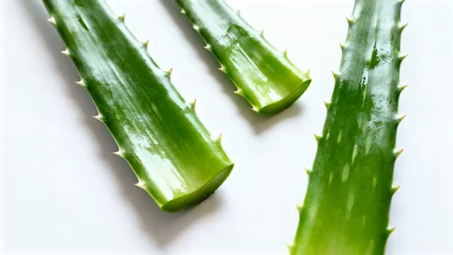  新鲜芦荟叶片特写2539#横屏 	 