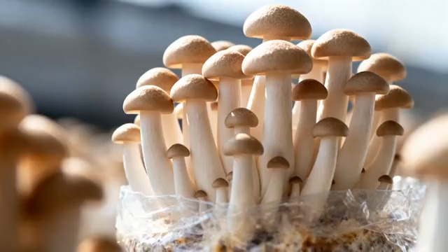  新鲜蟹味菇特写2547#横屏 	 