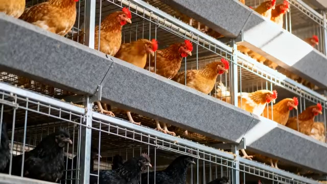  现代化养鸡场笼养场景2474#横屏 	 