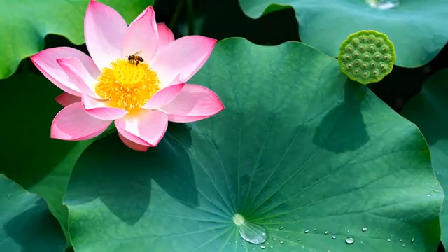  夏日荷花盛开美景2438#横屏 	 