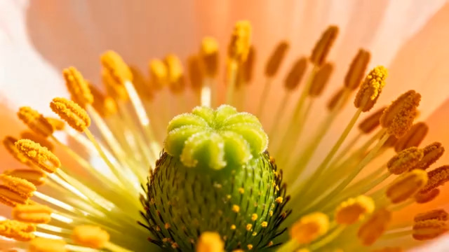  微距拍摄花蕊特写2277#横屏 	 